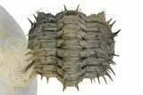 Multi-Toned Enrolled Spiny Drotops Armatus Trilobite - Morocco #356936-2